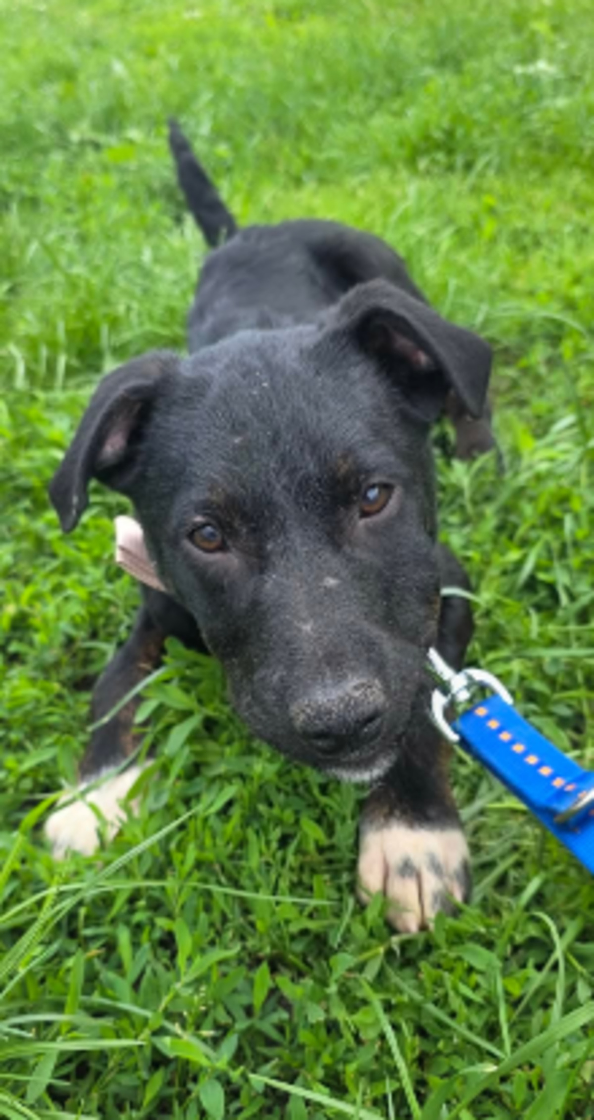 Adoption Calvin