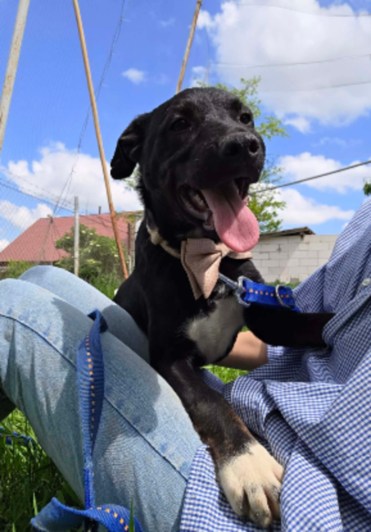 Adoption Calvin