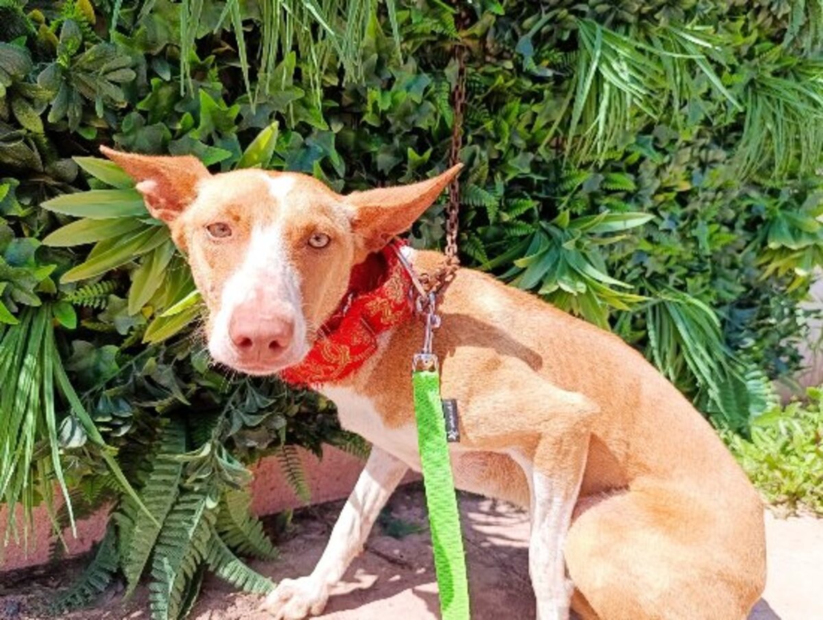 Adoption Camby