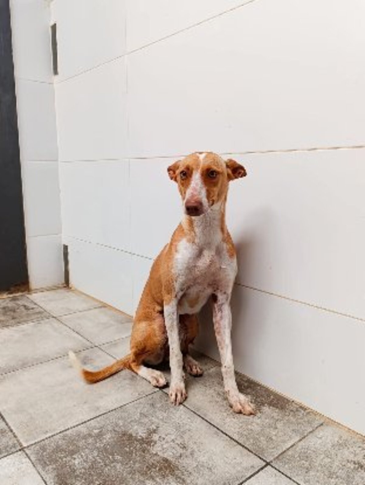 Adoption Camby