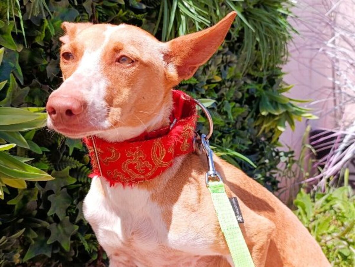 Adoption Camby