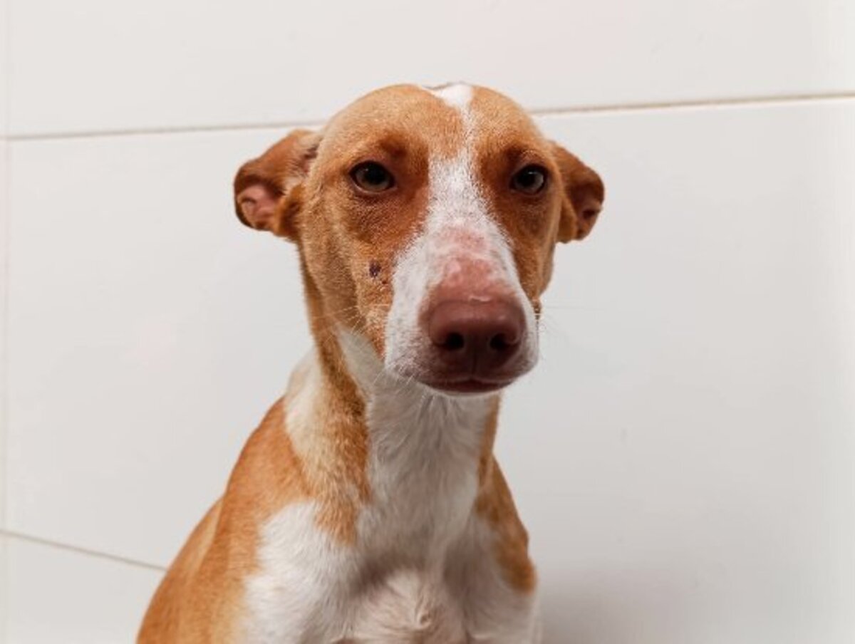 Adoption Camby