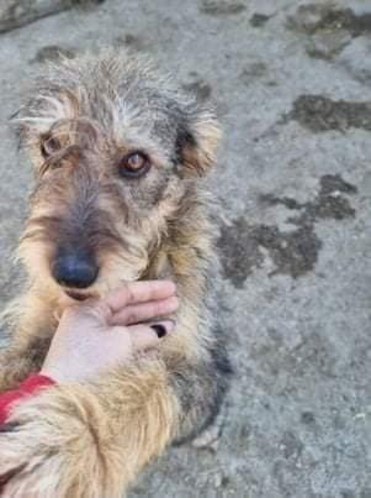 Adoption Camella