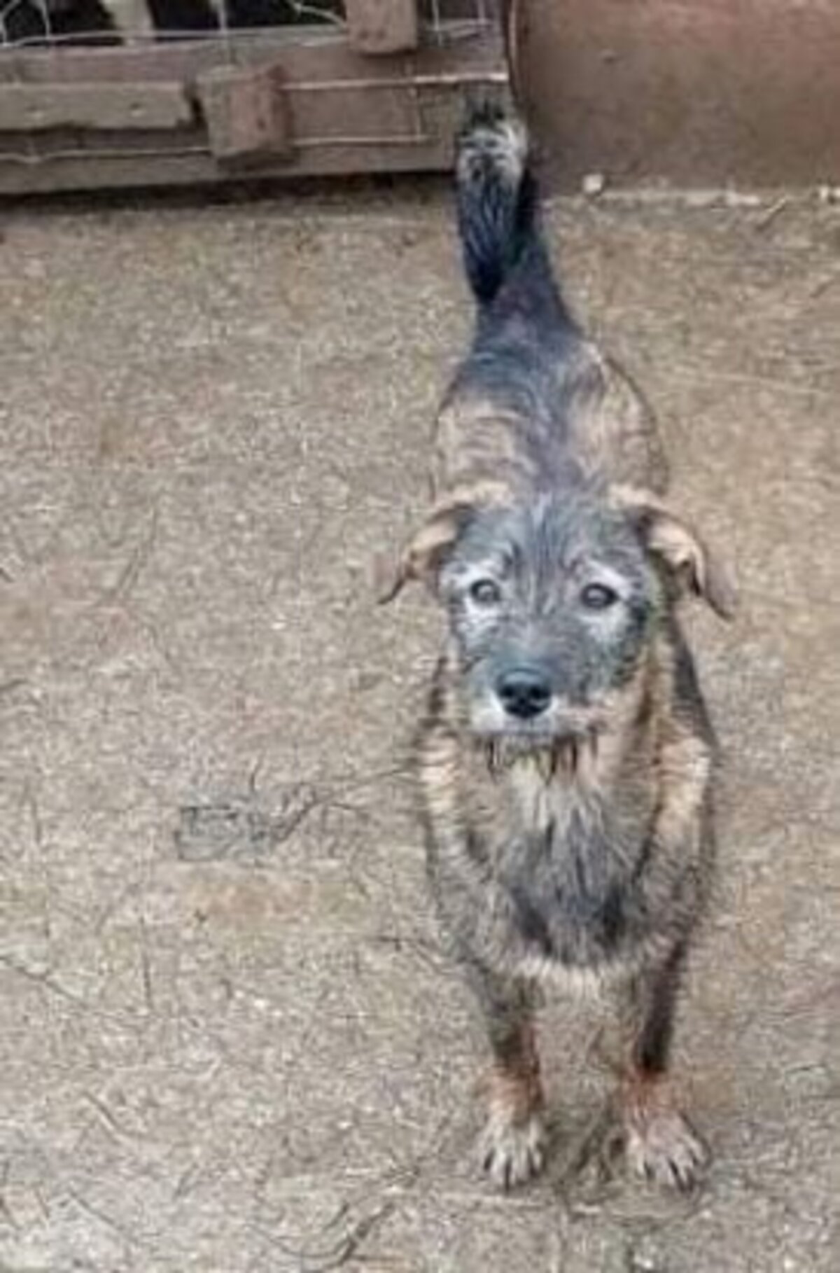 Adoption Camella