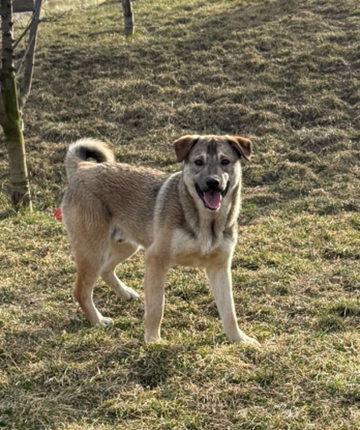 Adoption Camil