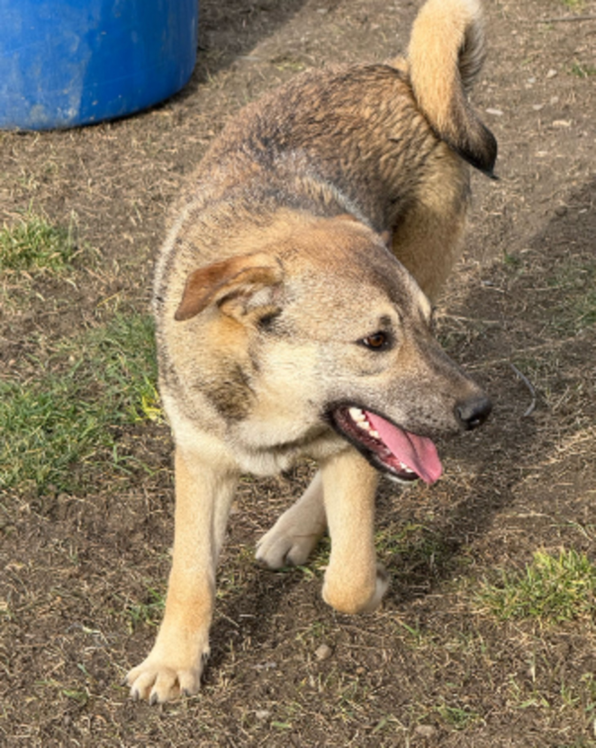 Adoption Camil