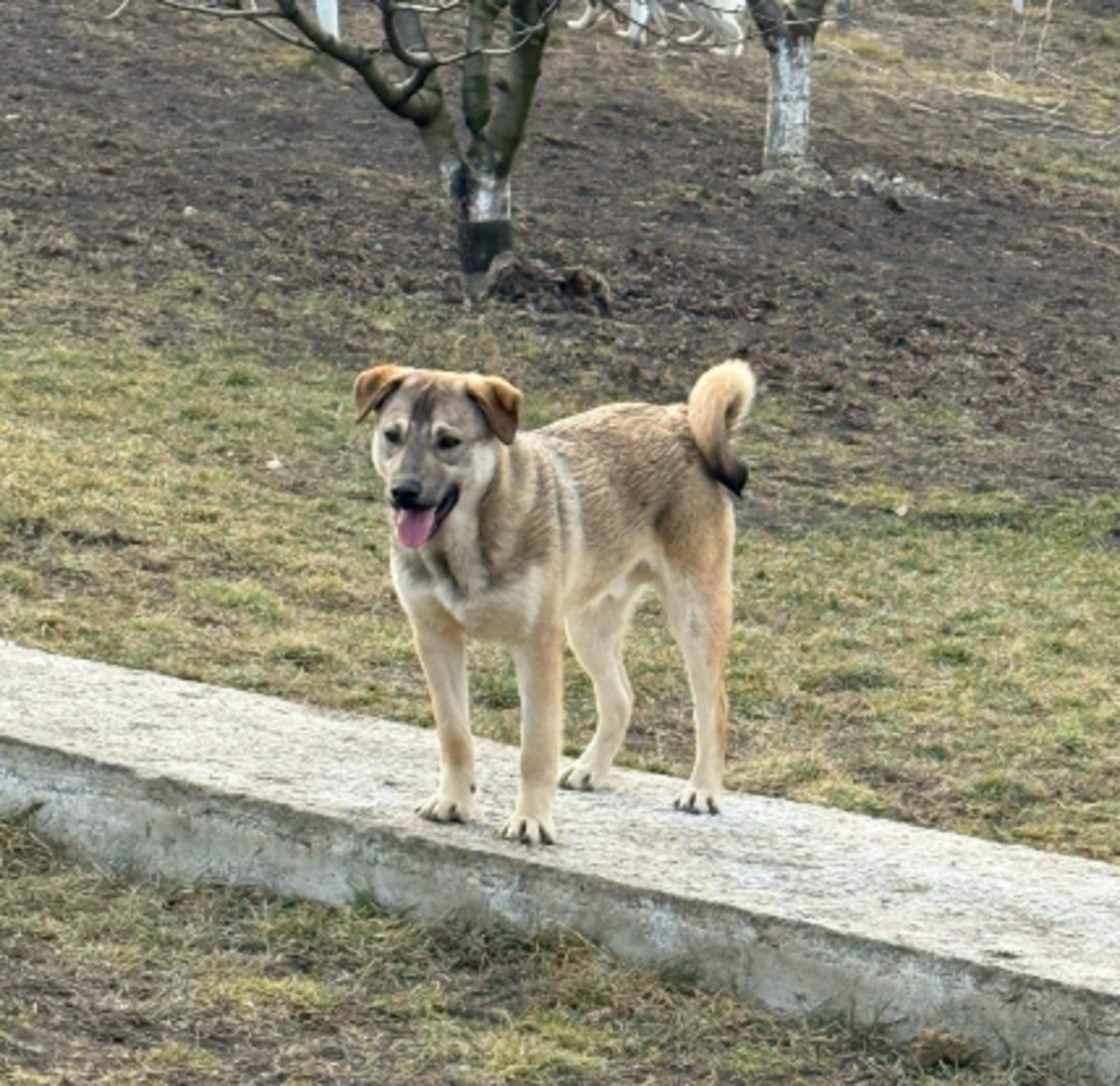 Adoption Camil