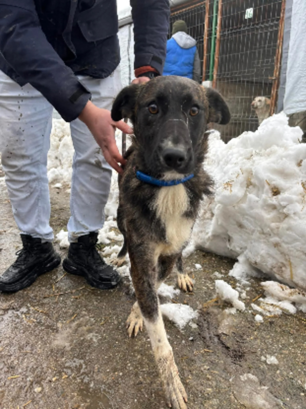 Adoption Canaille