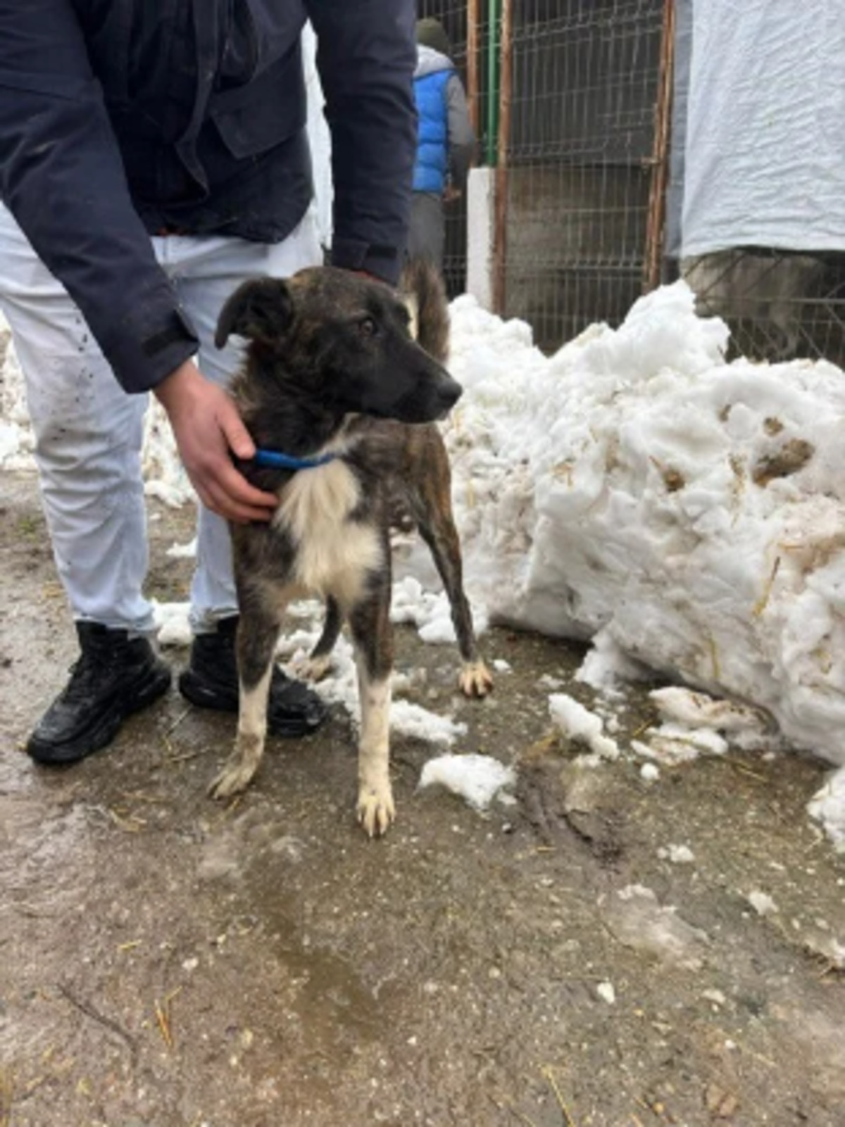 Adoption Canaille
