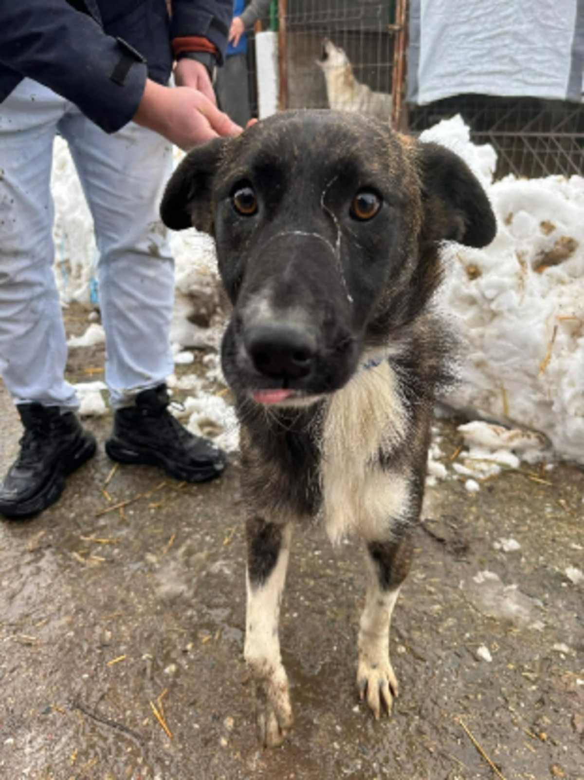Adoption Canaille