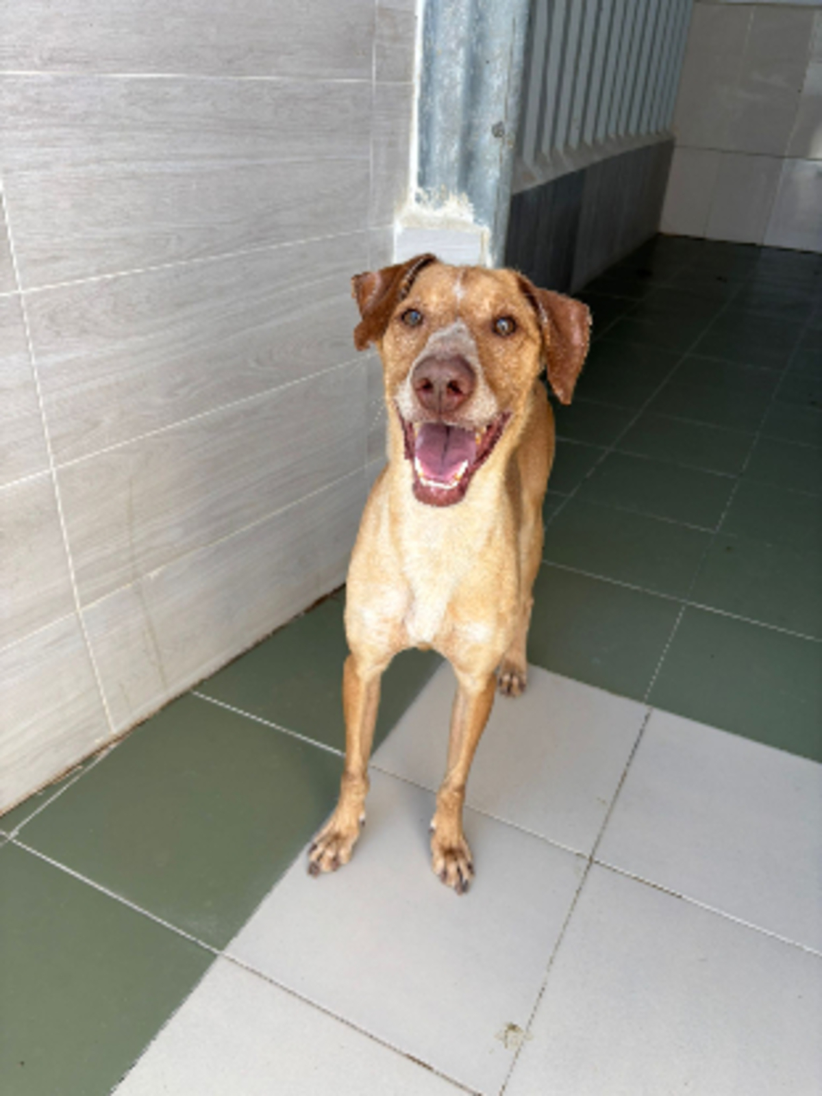 Adoption Canelo