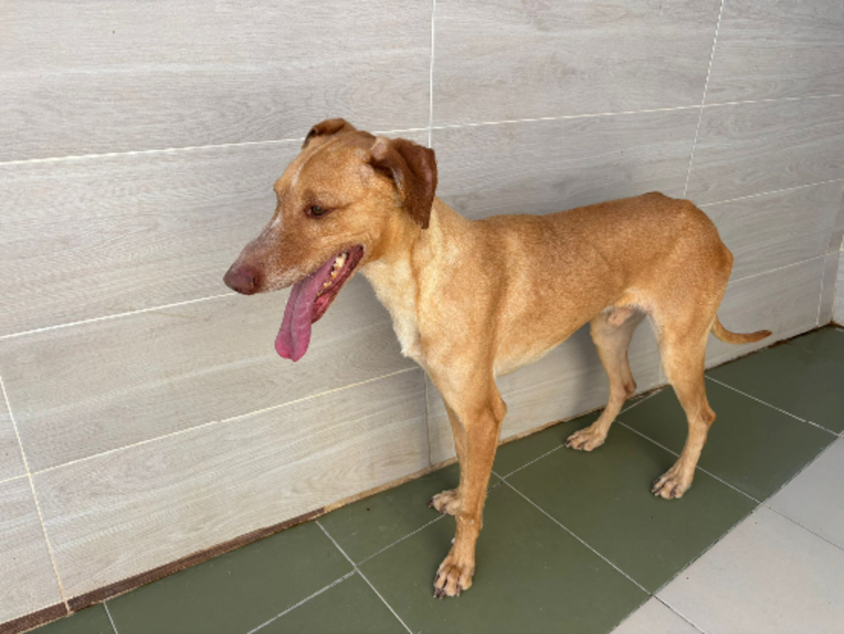 Adoption Canelo