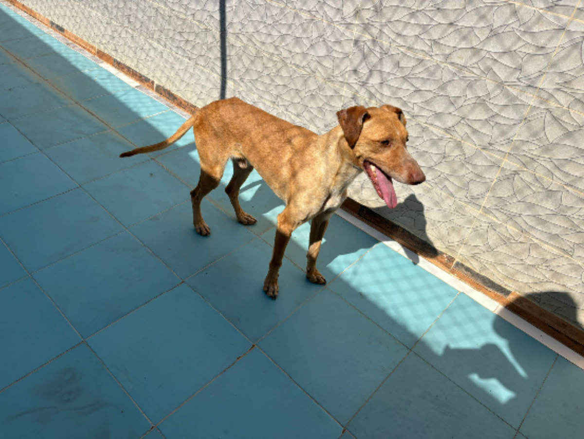 Adoption Canelo