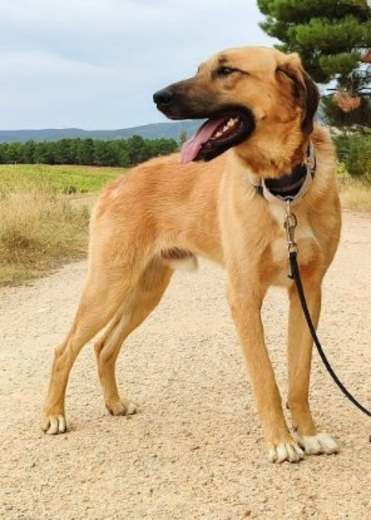 Adoption Caracol