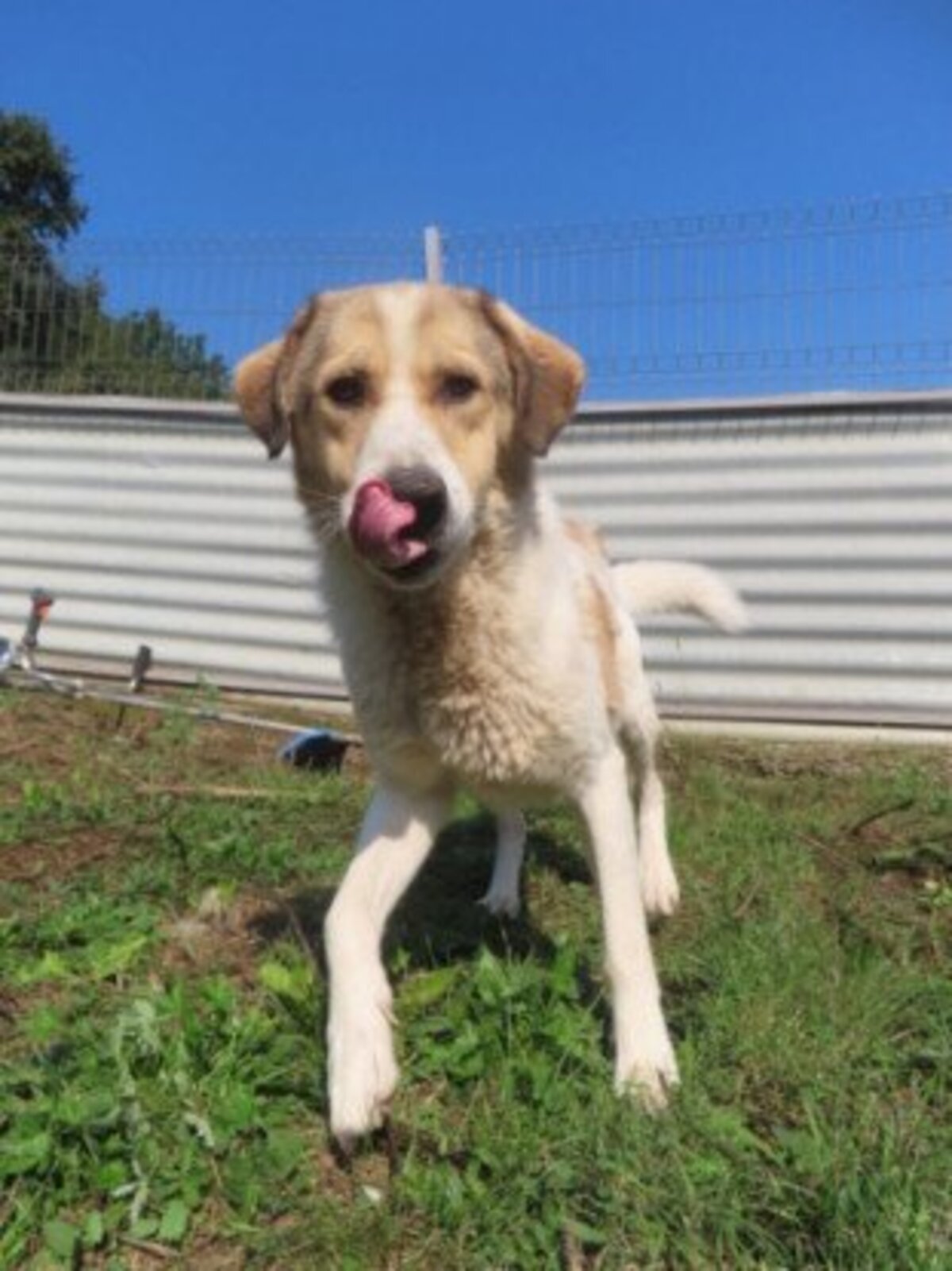 Adoption Carson