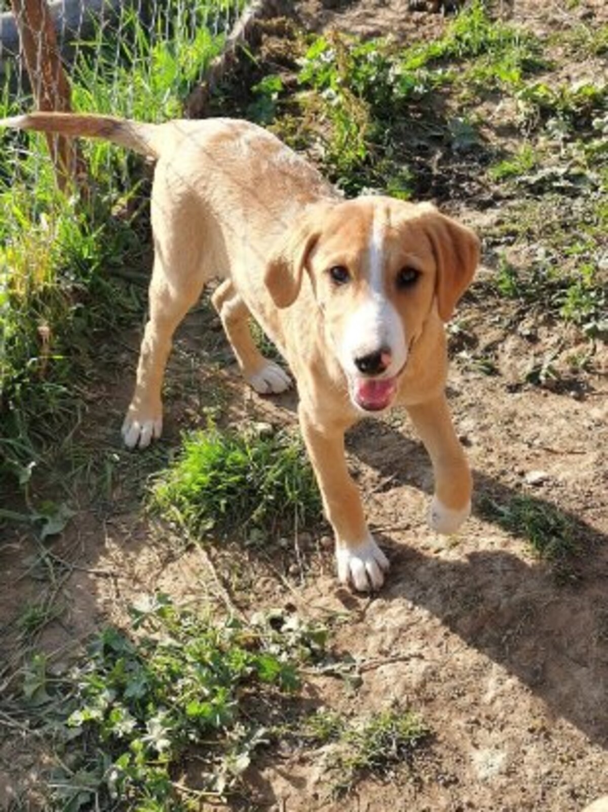 Adoption Casie