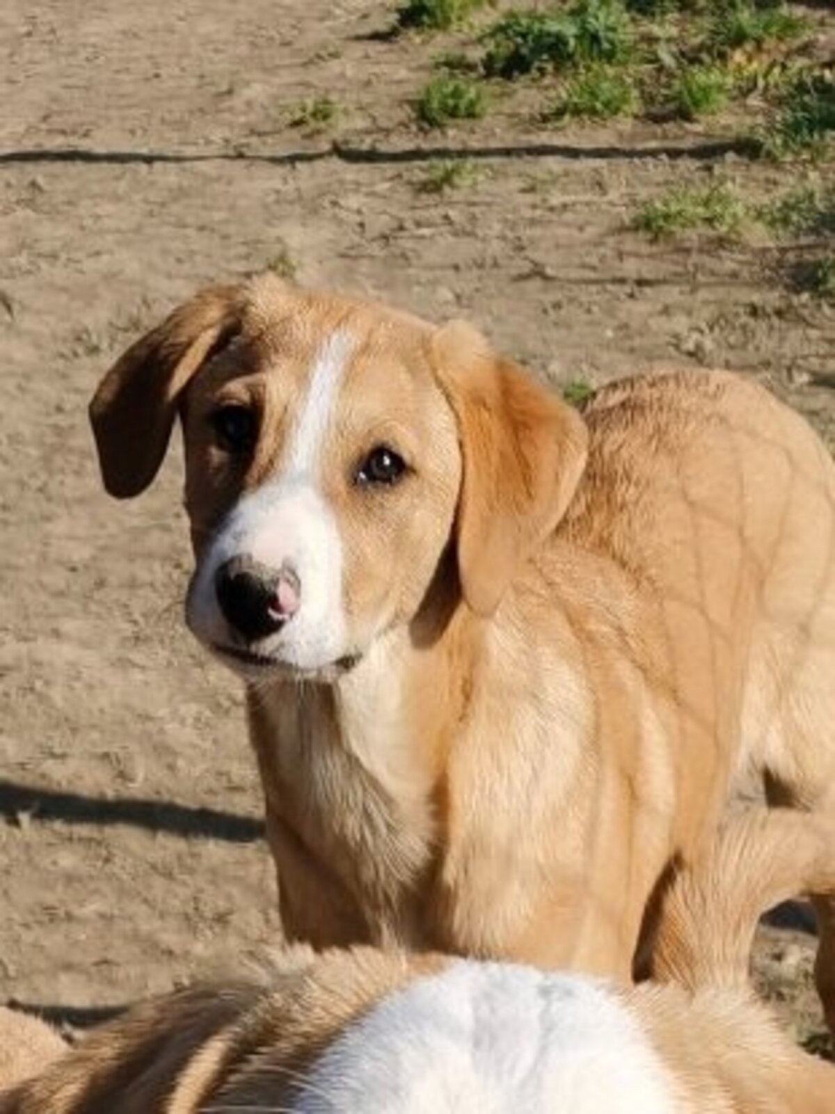 Adoption Casie