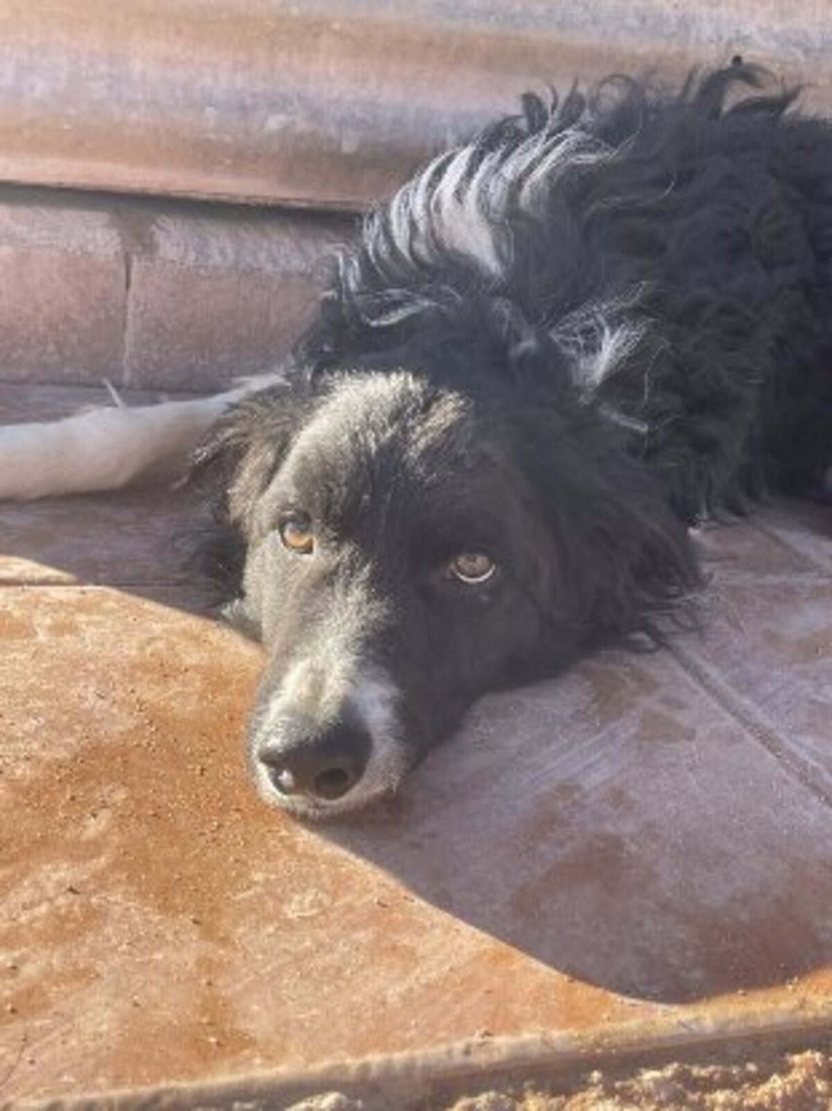 Adoption Casper