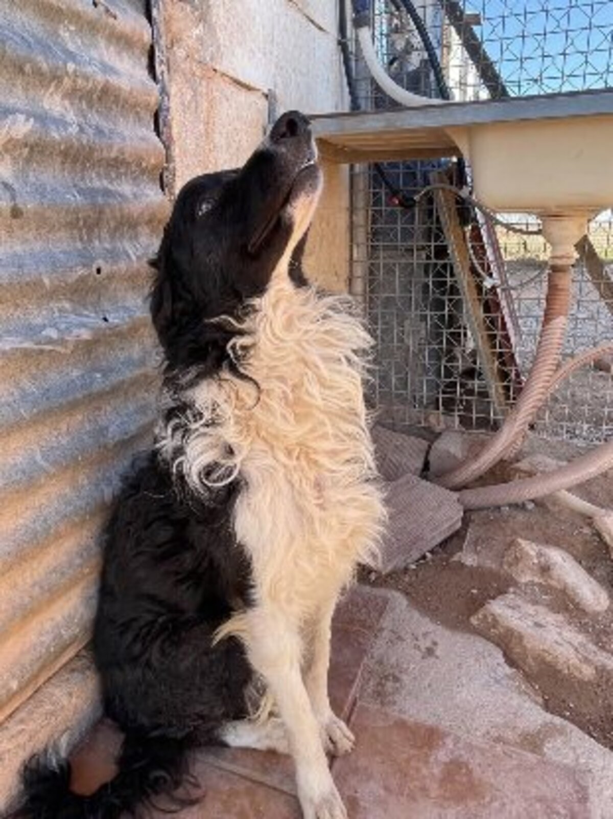 Adoption Casper