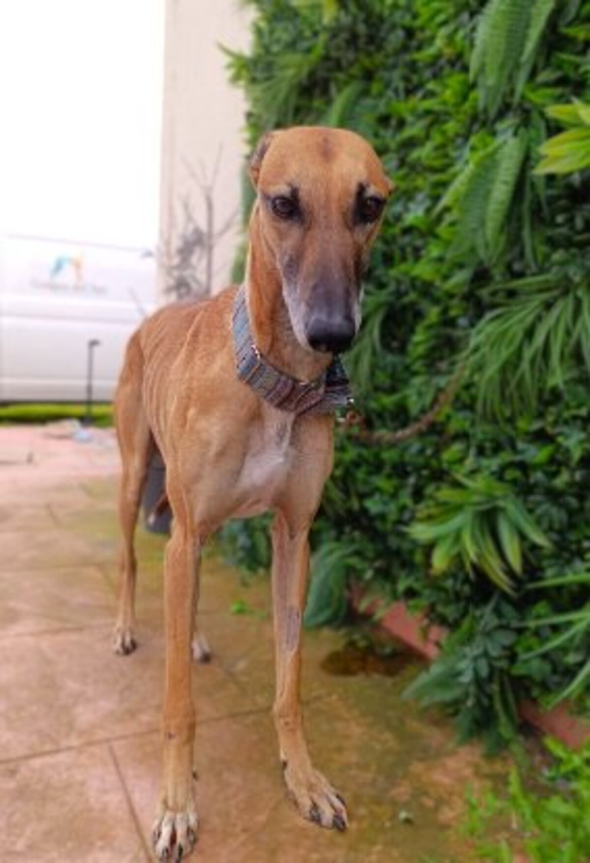 Adoption Cassian