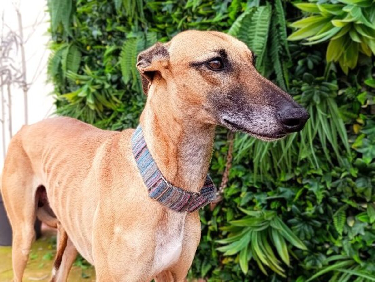 Adoption Cassian