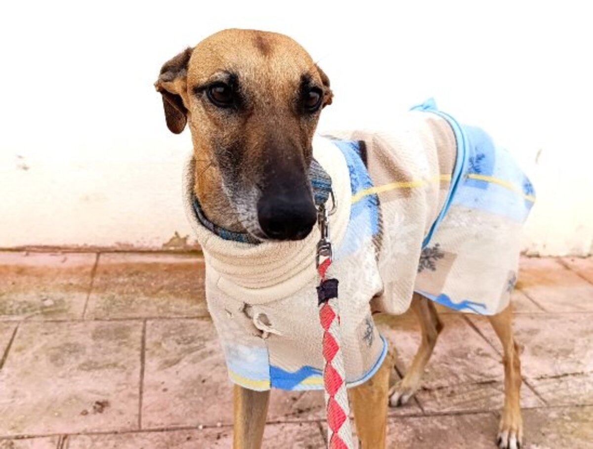 Adoption Cassian