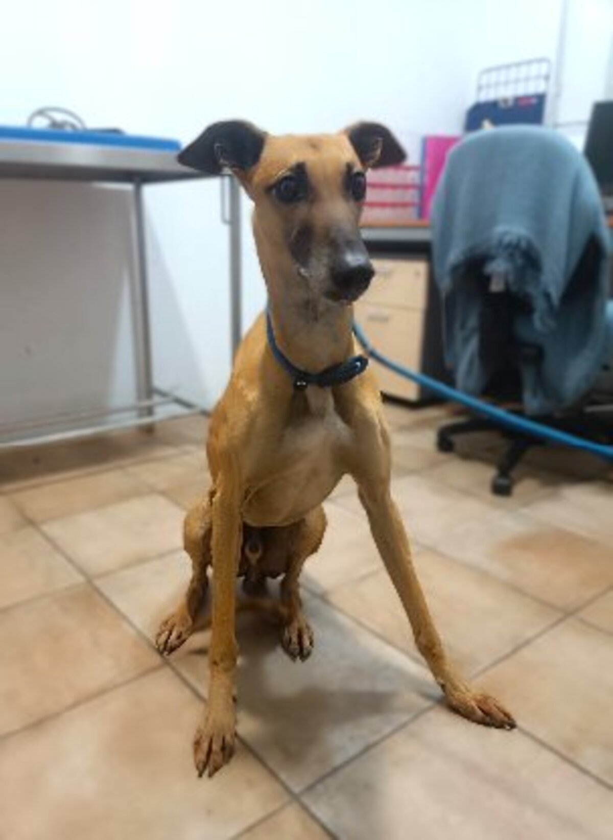 Adoption Cassian