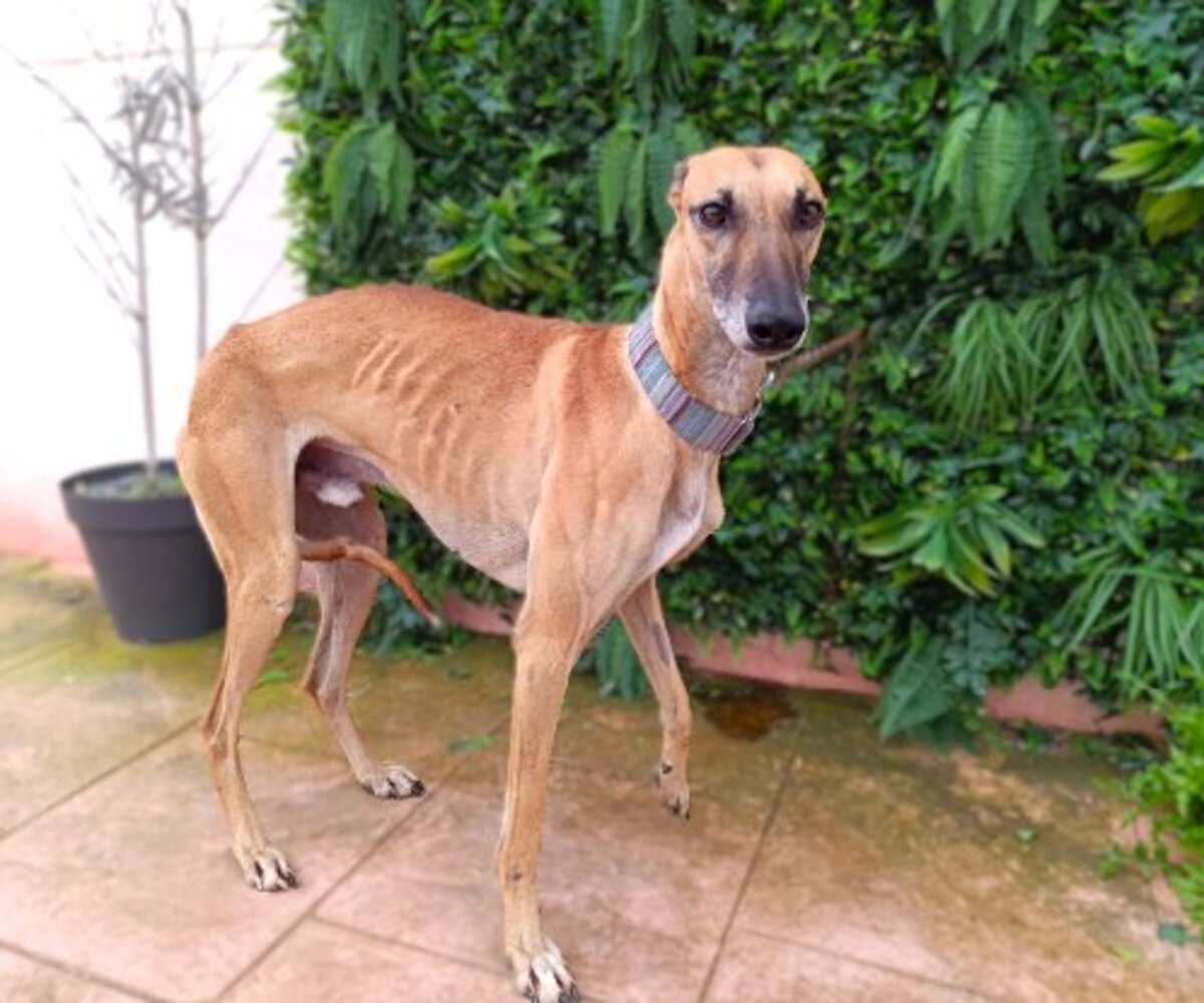 Adoption Cassian