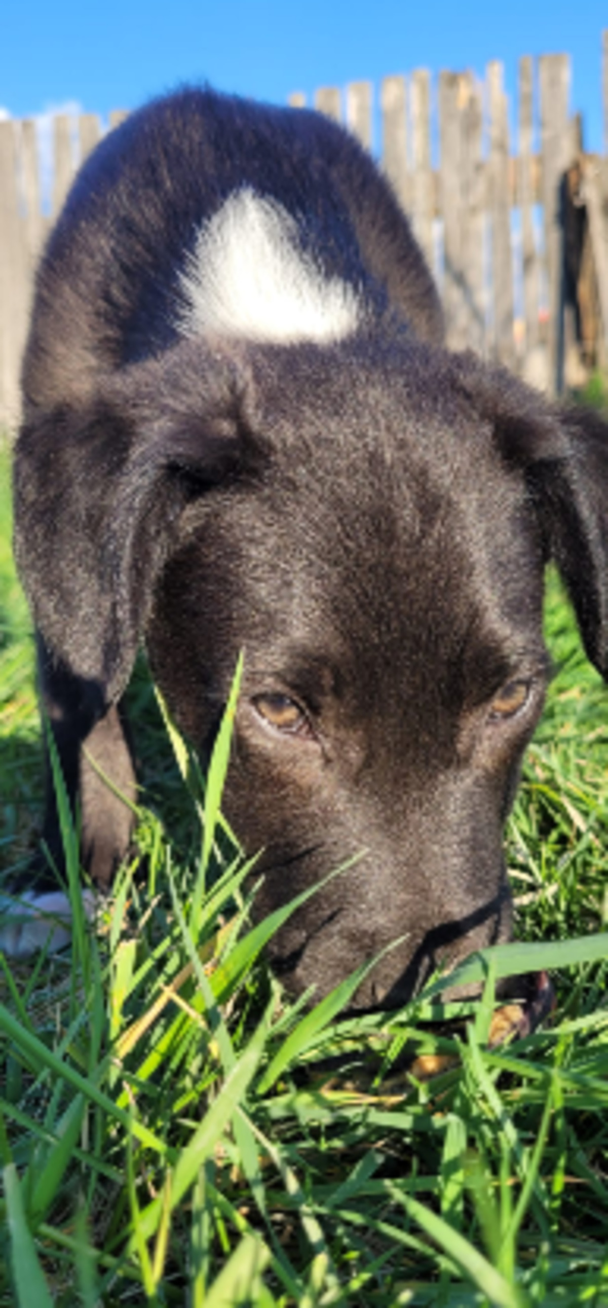 Adoption Cassius