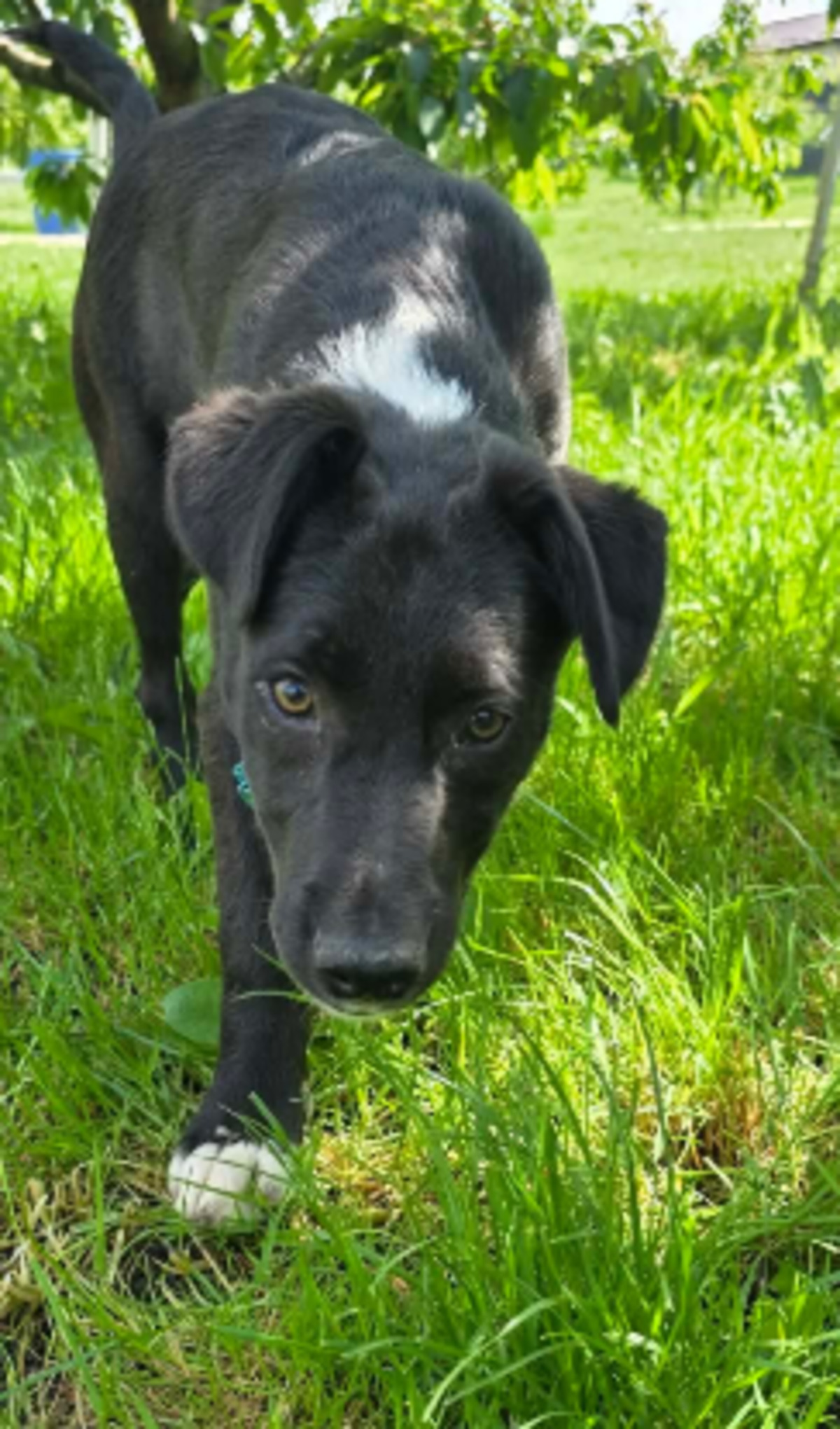 Adoption Cassius