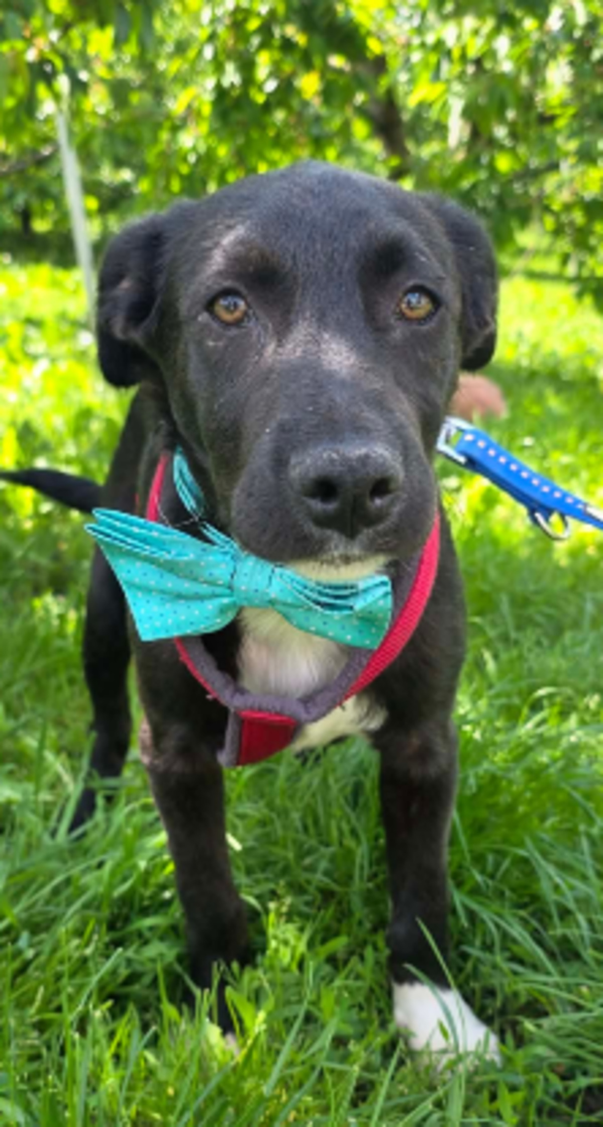 Adoption Cassius