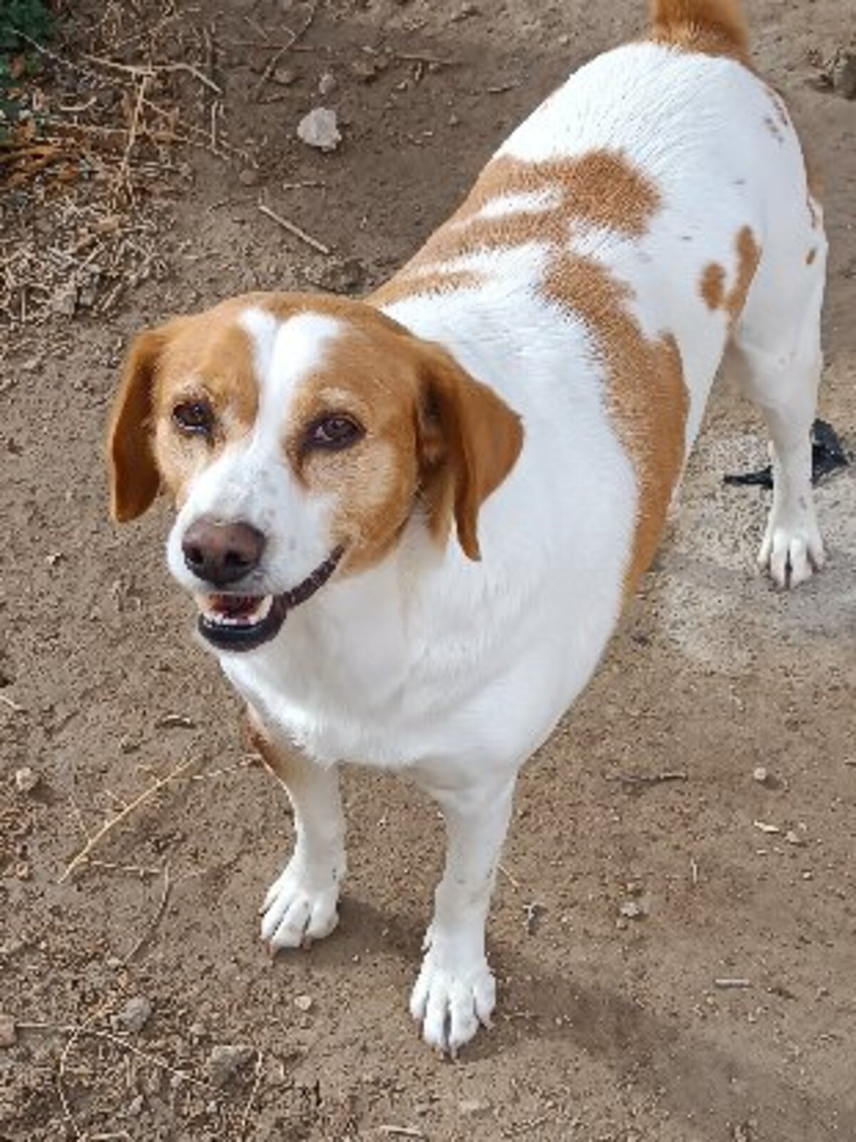 Adoption Cata