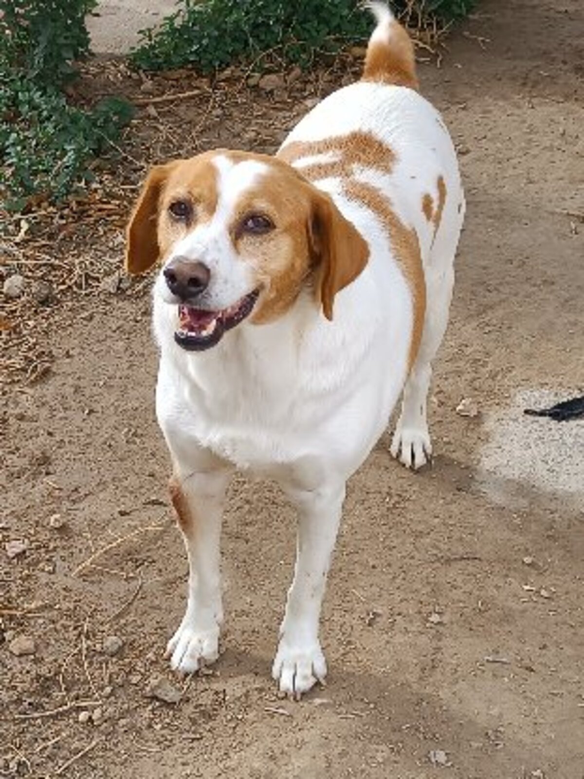 Adoption Cata