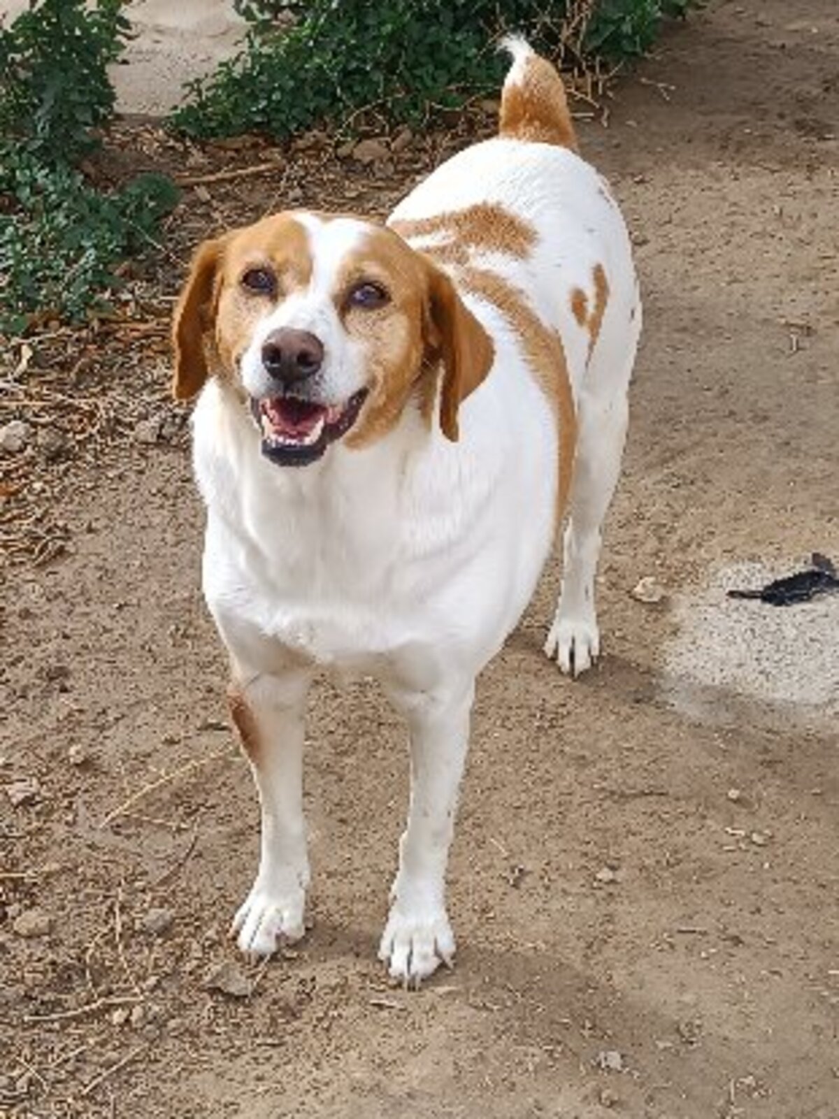 Adoption Cata