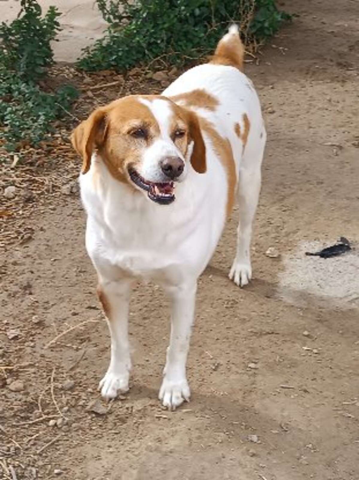 Adoption Cata