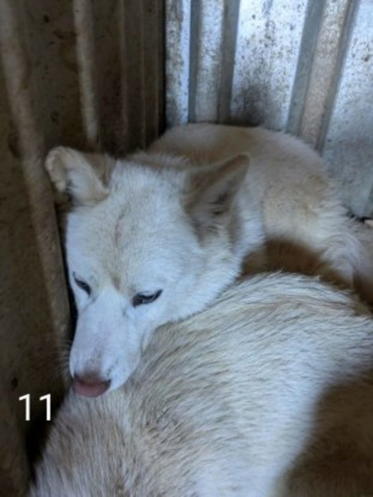 Adoption Celestine