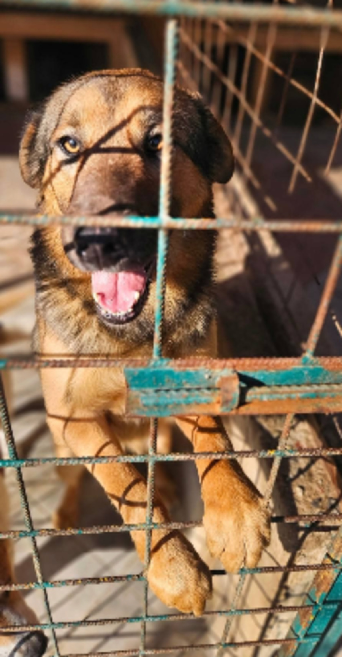 Adoption Cézar