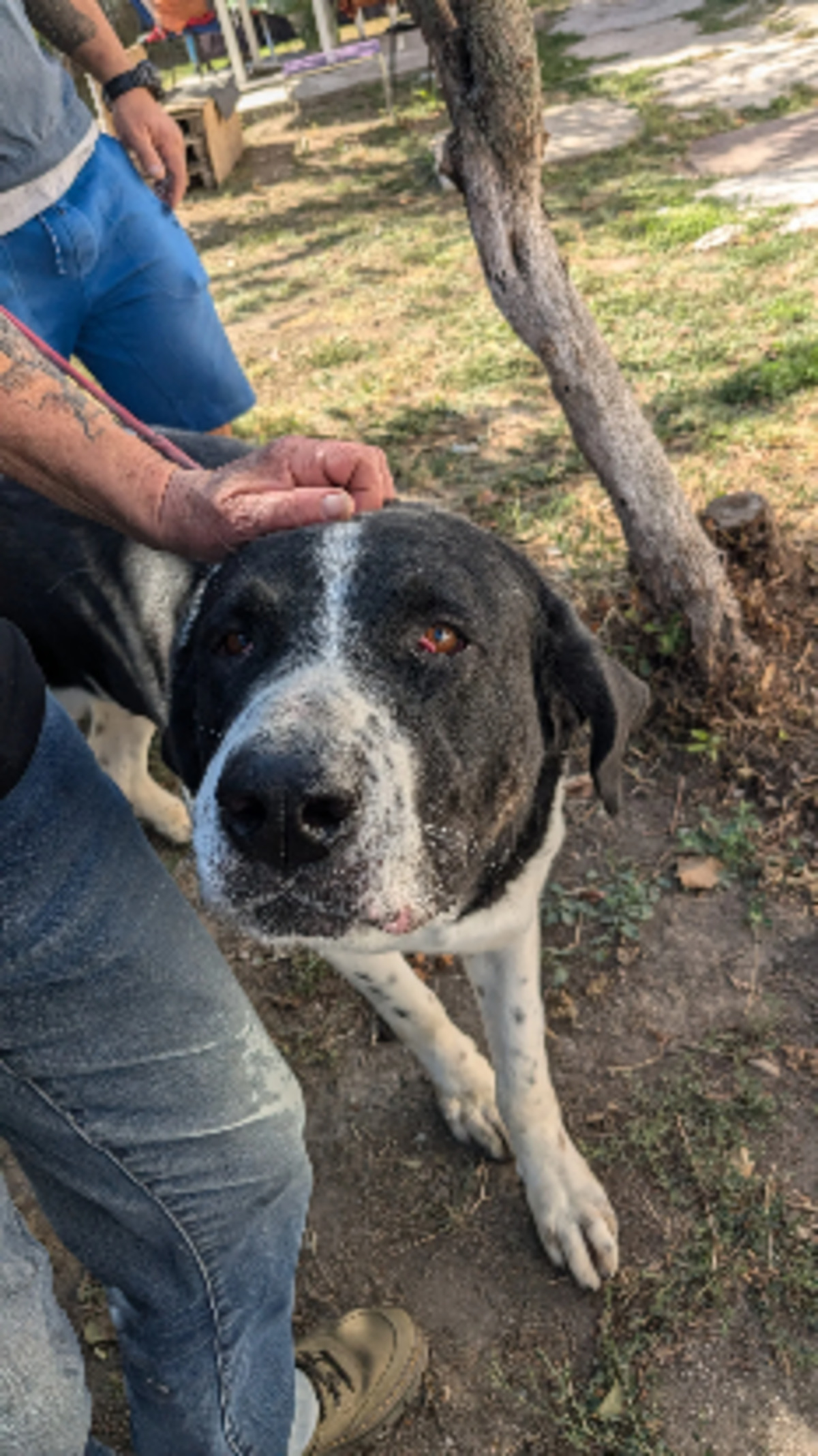 Adoption Chamallow