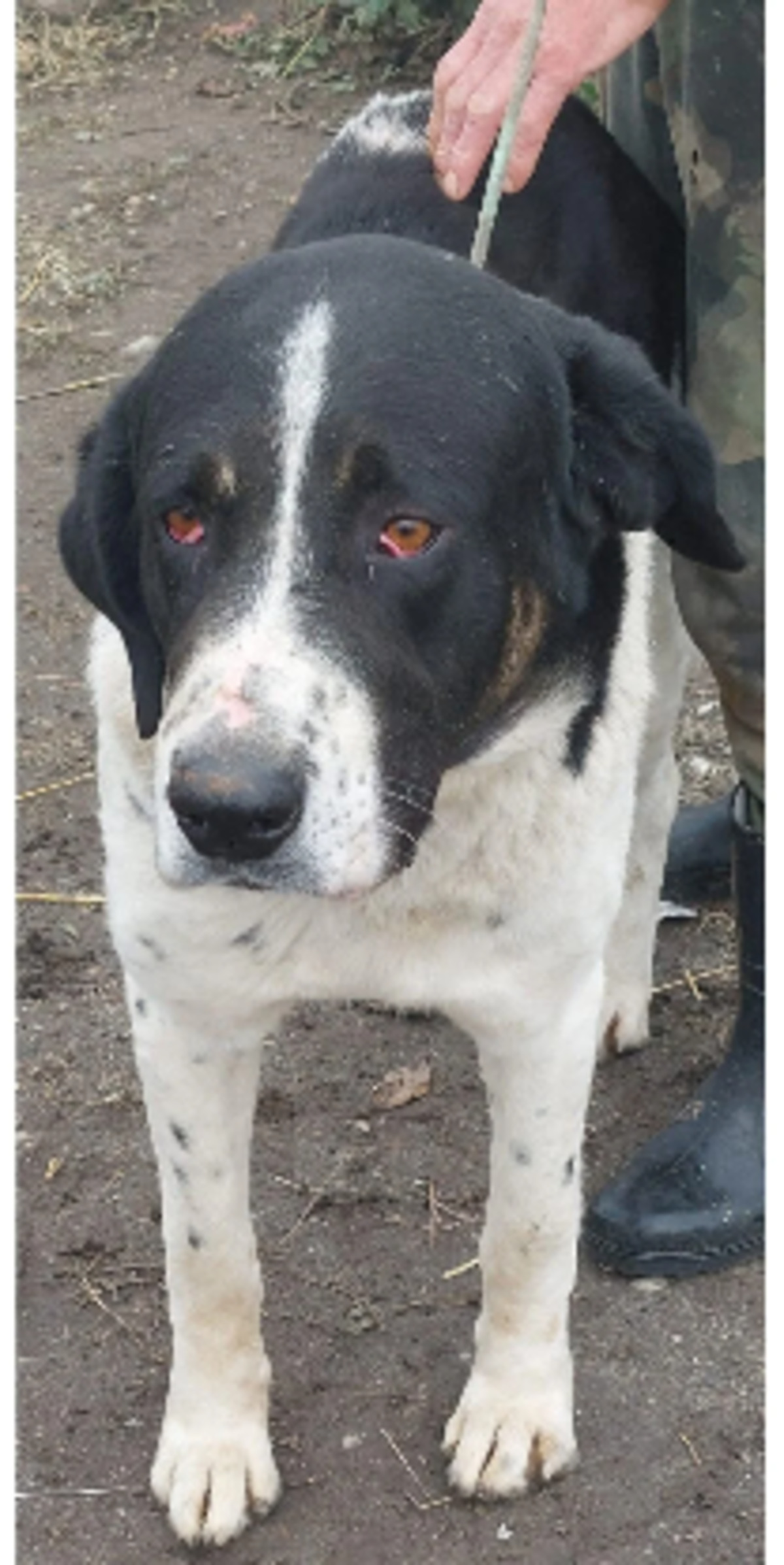 Adoption Chamallow