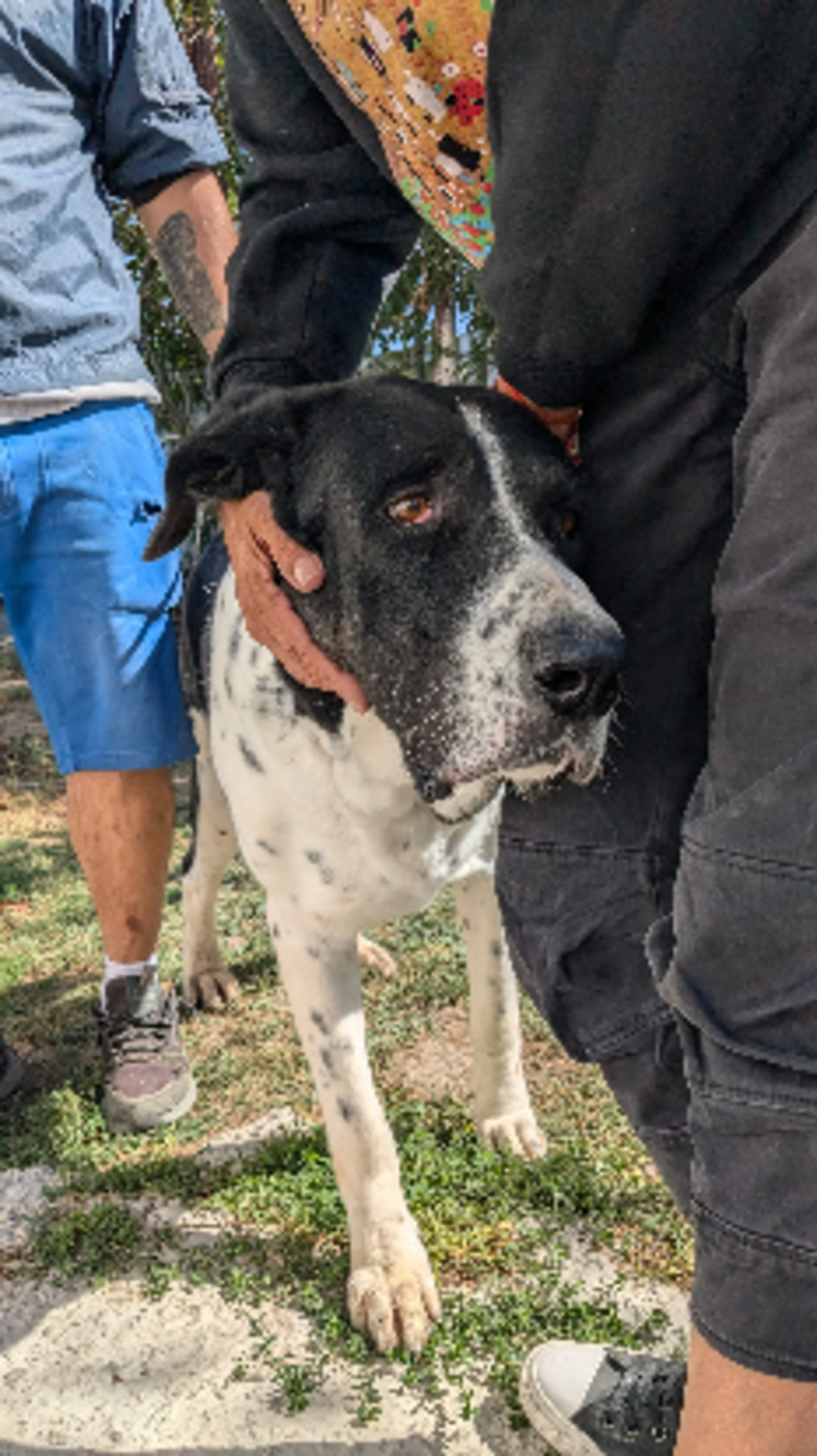 Adoption Chamallow