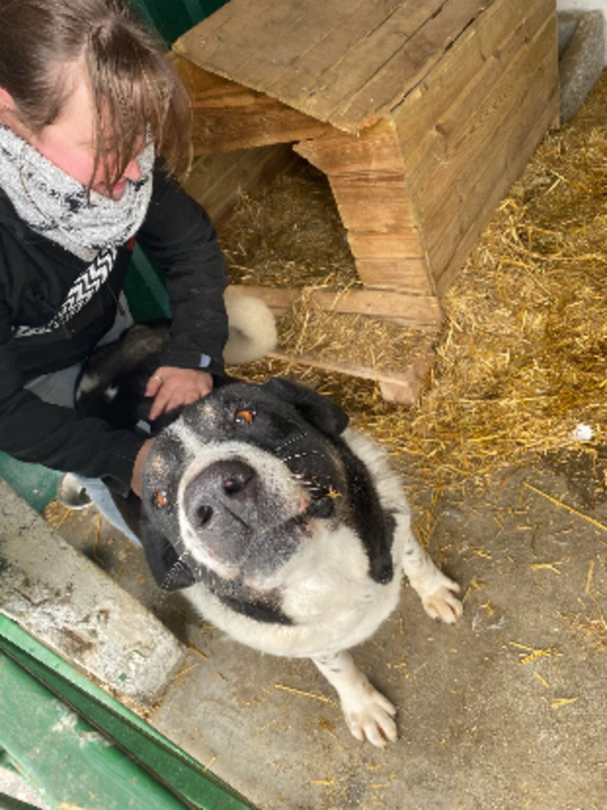 Adoption Chamallow
