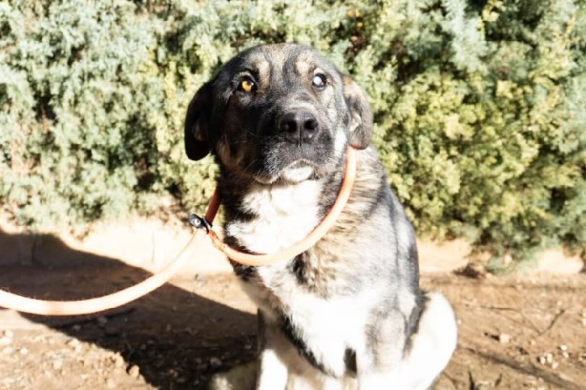 Adoption Chamba