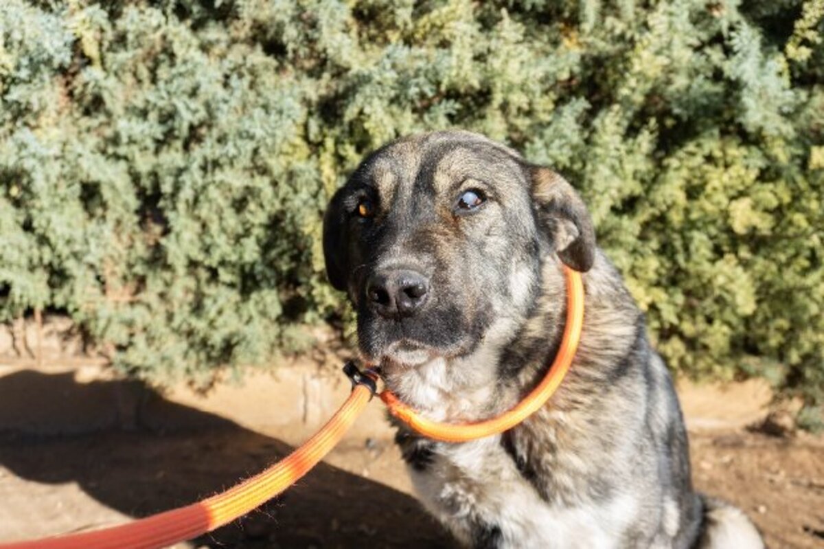 Adoption Chamba