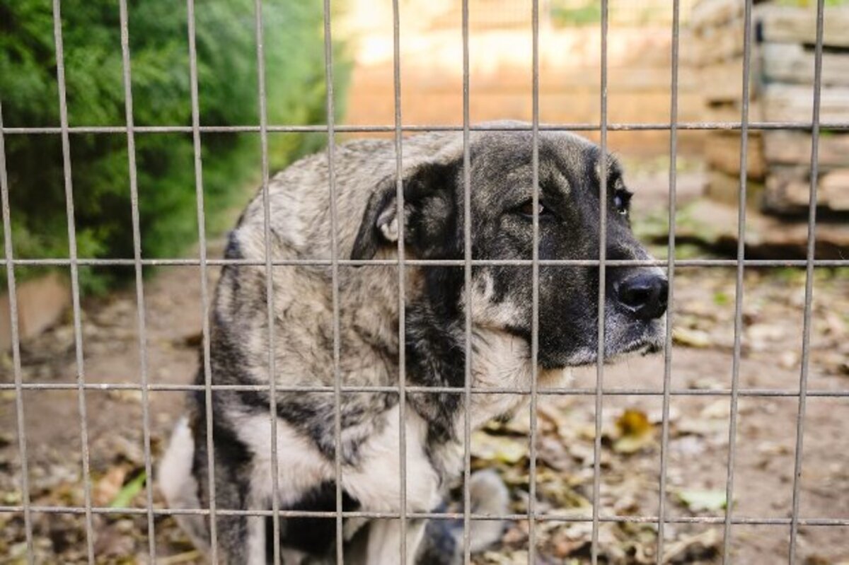 Adoption Chamba