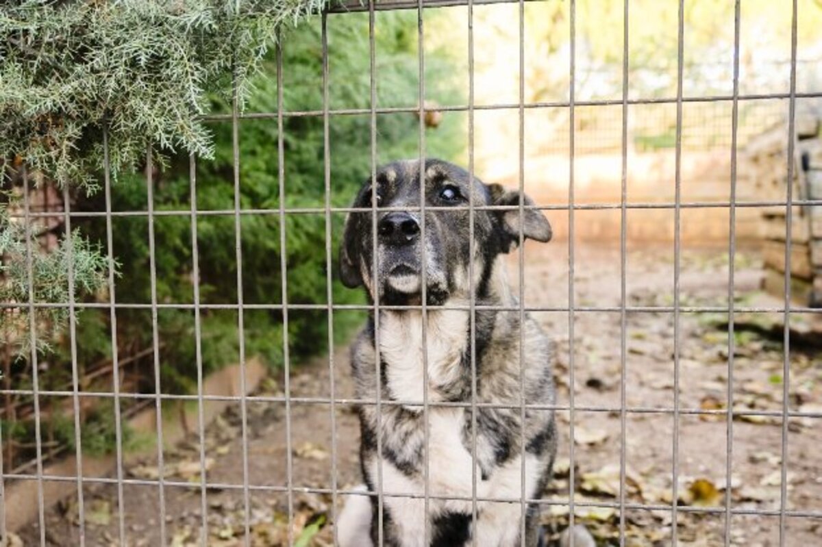 Adoption Chamba
