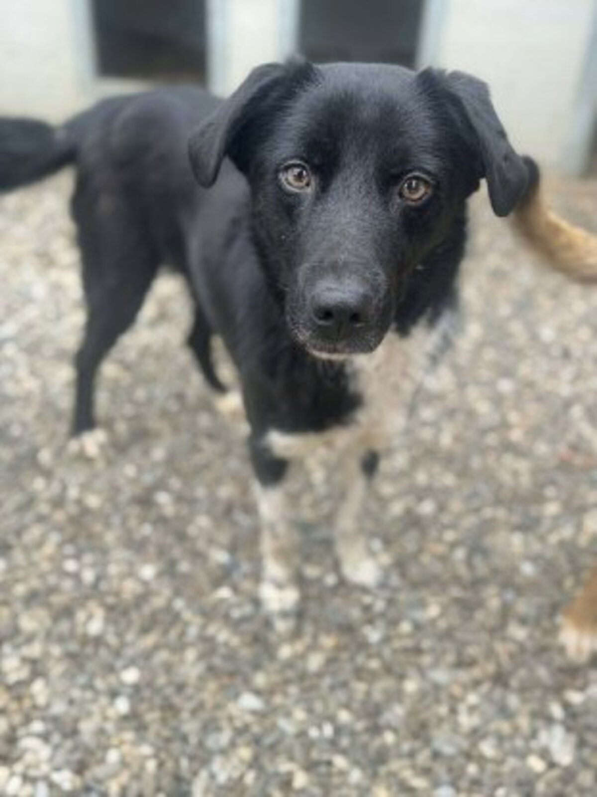 Adoption Chance