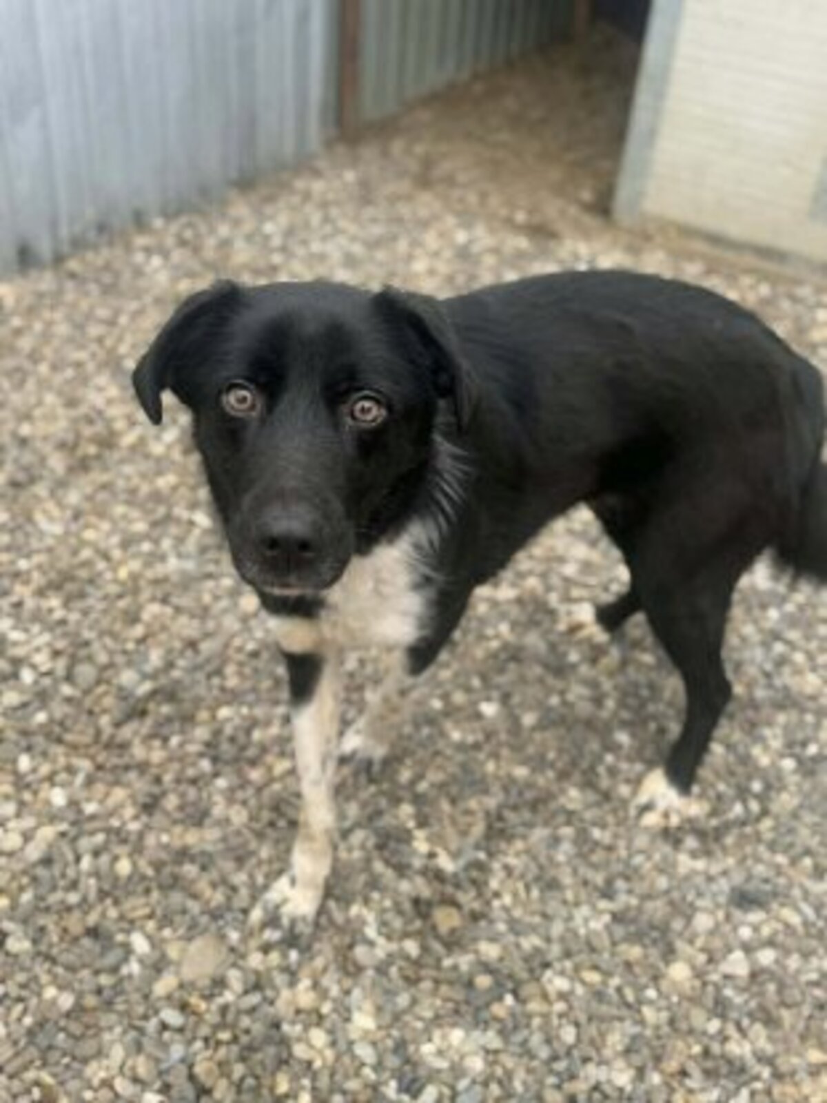 Adoption Chance