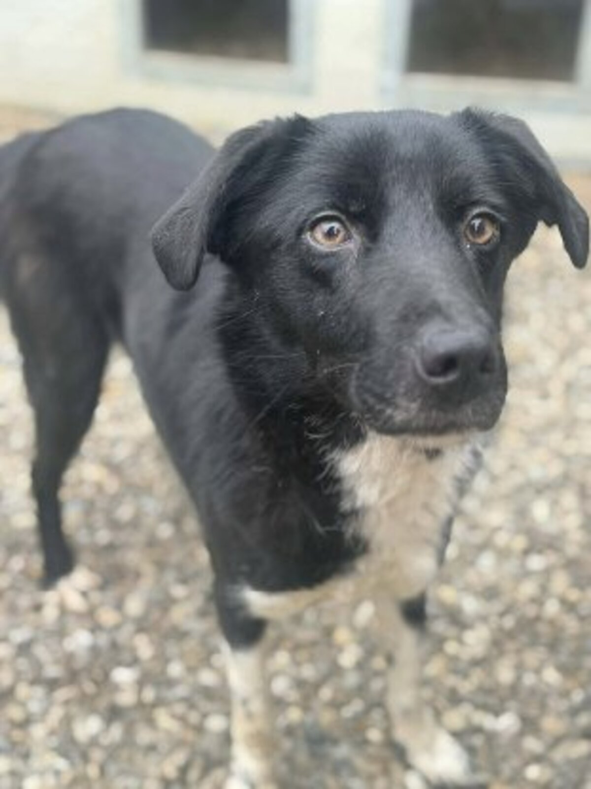 Adoption Chance