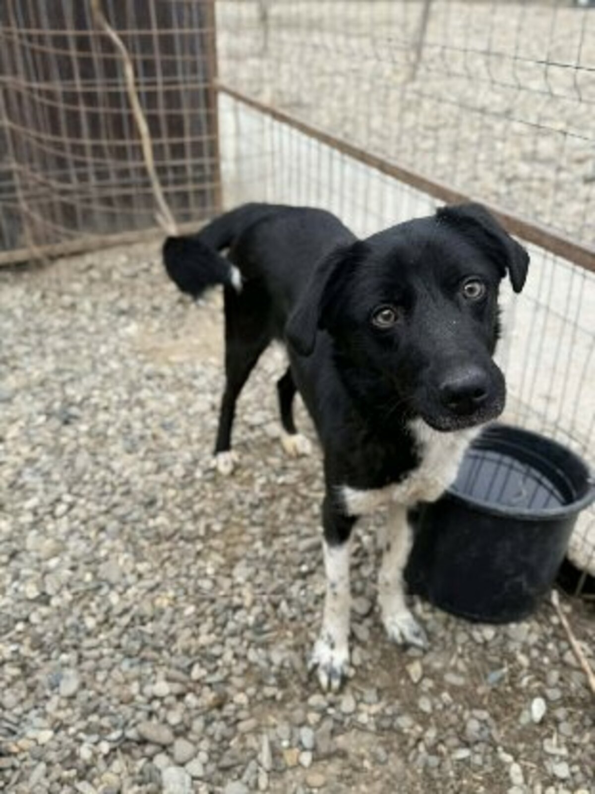 Adoption Chance