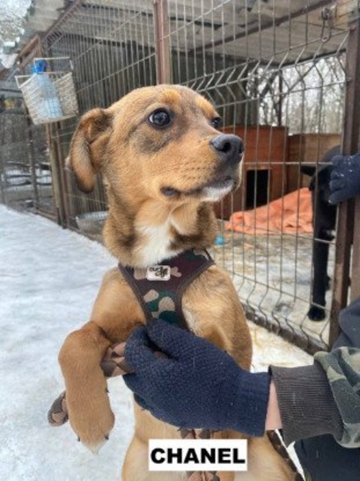 Adoption Chanel